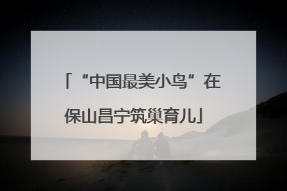 “中国最美小鸟”在保山昌宁筑巢育儿