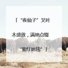 “夜仙子”叉叶木盛放，满地点缀“紫红地毯”