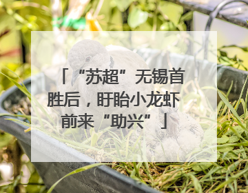 “苏超”无锡首胜后，盱眙小龙虾前来“助兴”