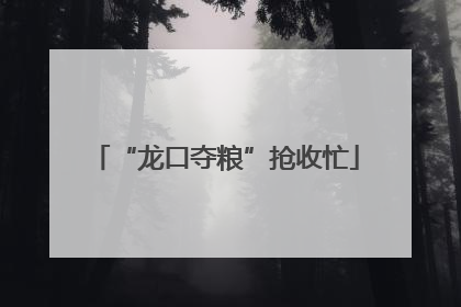 “龙口夺粮”抢收忙