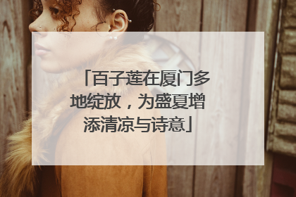 百子莲在厦门多地绽放，为盛夏增添清凉与诗意
