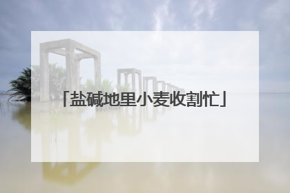 盐碱地里小麦收割忙