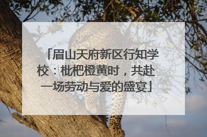 眉山天府新区行知学校：枇杷橙黄时，共赴一场劳动与爱的盛宴