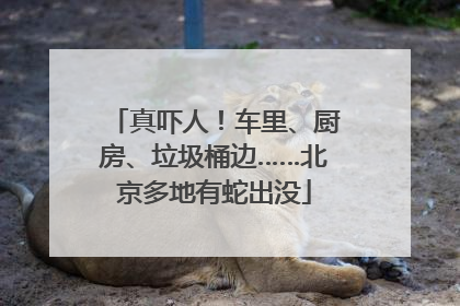 真吓人！车里、厨房、垃圾桶边……北京多地有蛇出没