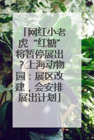 网红小老虎“红糖”将暂停展出？上海动物园：展区改建，会安排展出计划