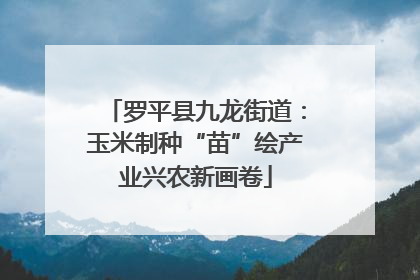 罗平县九龙街道：玉米制种“苗”绘产业兴农新画卷