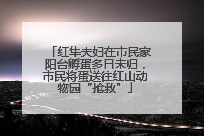 红隼夫妇在市民家阳台孵蛋多日未归，市民将蛋送往红山动物园“抢救”