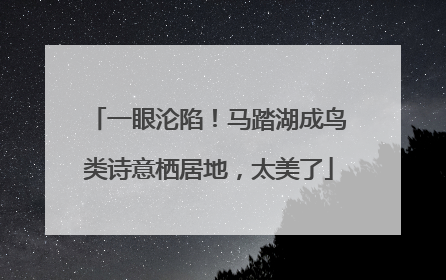 一眼沦陷！马踏湖成鸟类诗意栖居地，太美了