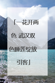 一花开两色 武汉双色睡莲绽放引客