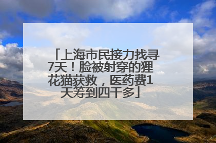 上海市民接力找寻7天！脸被射穿的狸花猫获救，医药费1天筹到四千多