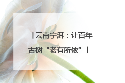 云南宁洱：让百年古树“老有所依”