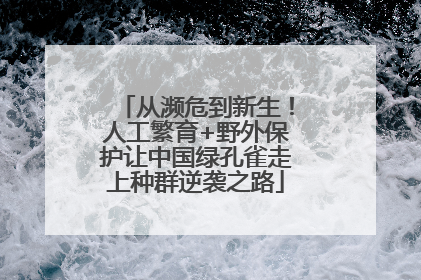 从濒危到新生！人工繁育+野外保护让中国绿孔雀走上种群逆袭之路
