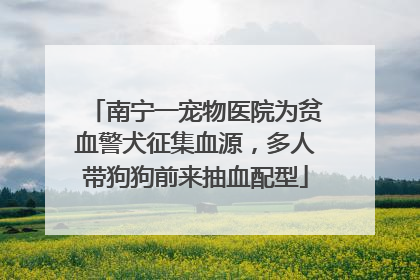 南宁一宠物医院为贫血警犬征集血源，多人带狗狗前来抽血配型