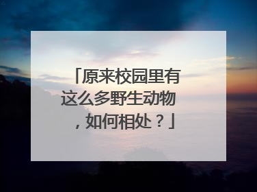 原来校园里有这么多野生动物，如何相处？