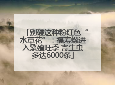 别碰这种粉红色“水草花”：福寿螺进入繁殖旺季 寄生虫多达6000条