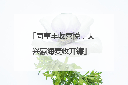 同享丰收喜悦，大兴瀛海麦收开镰