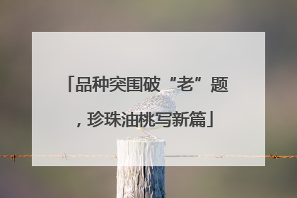 品种突围破“老”题，珍珠油桃写新篇