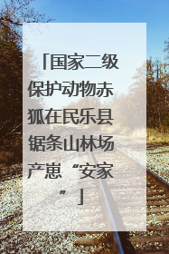 国家二级保护动物赤狐在民乐县锯条山林场产崽“安家”