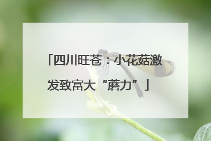 四川旺苍：小花菇激发致富大“蘑力”