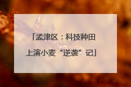 孟津区：科技种田 上演小麦“逆袭”记