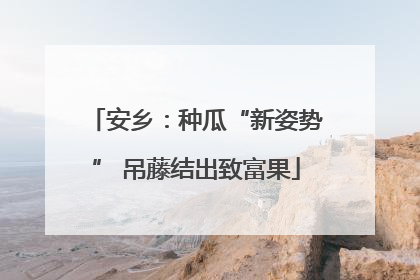 安乡：种瓜“新姿势” 吊藤结出致富果