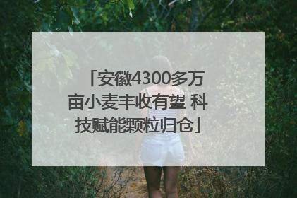 安徽4300多万亩小麦丰收有望 科技赋能颗粒归仓