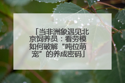 当非洲象遇见北京饲养员：看劳模如何破解“吨位萌宠”的养成密码