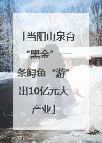 当阳山泉育“黑金” 一条鲟鱼“游”出10亿元大产业