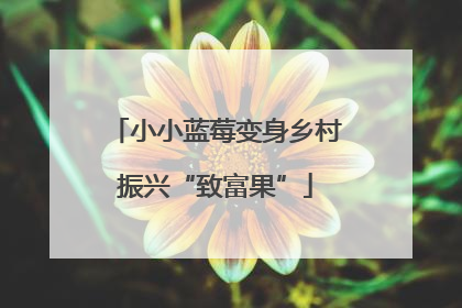 小小蓝莓变身乡村振兴“致富果”