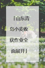 山东青岛小麦收获作业全面展开