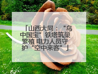 山西大同：“鸟中国宝”铁塔筑巢繁殖 电力人员守护“空中来客”