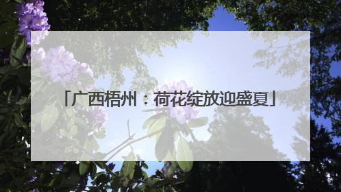 广西梧州：荷花绽放迎盛夏