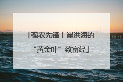 强农先锋丨崔洪海的“黄金叶”致富经