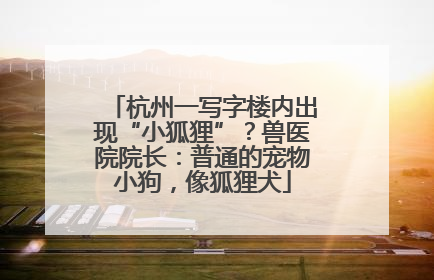 杭州一写字楼内出现“小狐狸”？兽医院院长：普通的宠物小狗，像狐狸犬