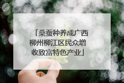 桑蚕种养成广西柳州柳江区民众增收致富特色产业