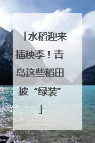 水稻迎来插秧季！青岛这些稻田披“绿装”