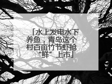 水上发电水下养鱼，青岛这个村百亩竹节虾抢“鲜”上市