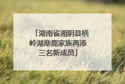 湖南省湘阴县横岭湖麋鹿家族再添三名新成员