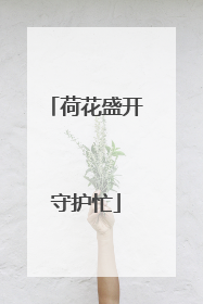 荷花盛开守护忙