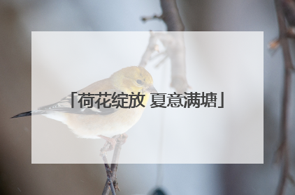 荷花绽放 夏意满塘