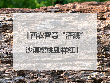西农智慧“灌溉” 沙漠樱桃别样红