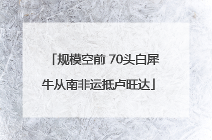 规模空前 70头白犀牛从南非运抵卢旺达