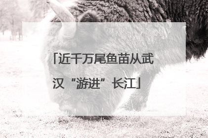 近千万尾鱼苗从武汉“游进”长江