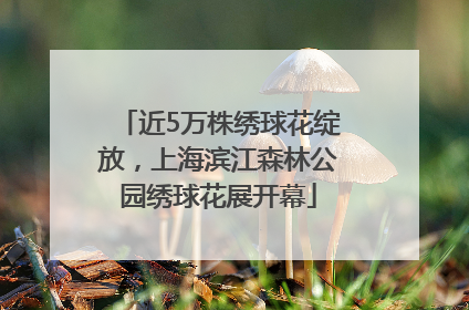 近5万株绣球花绽放，上海滨江森林公园绣球花展开幕