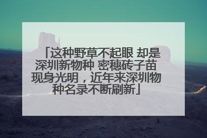 这种野草不起眼 却是深圳新物种 密穗砖子苗现身光明，近年来深圳物种名录不断刷新