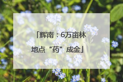 辉南：6万亩林地点“药”成金