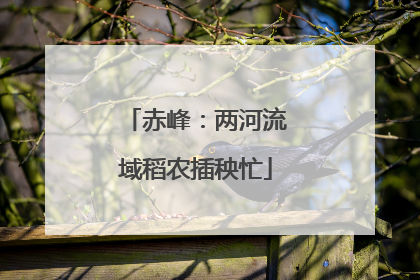 赤峰：两河流域稻农插秧忙