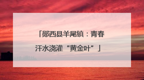 郧西县羊尾镇：青春汗水浇灌“黄金叶”
