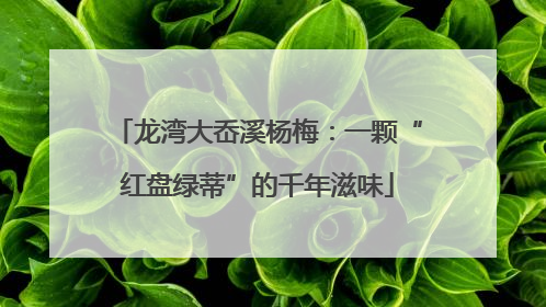 龙湾大岙溪杨梅：一颗“红盘绿蒂”的千年滋味